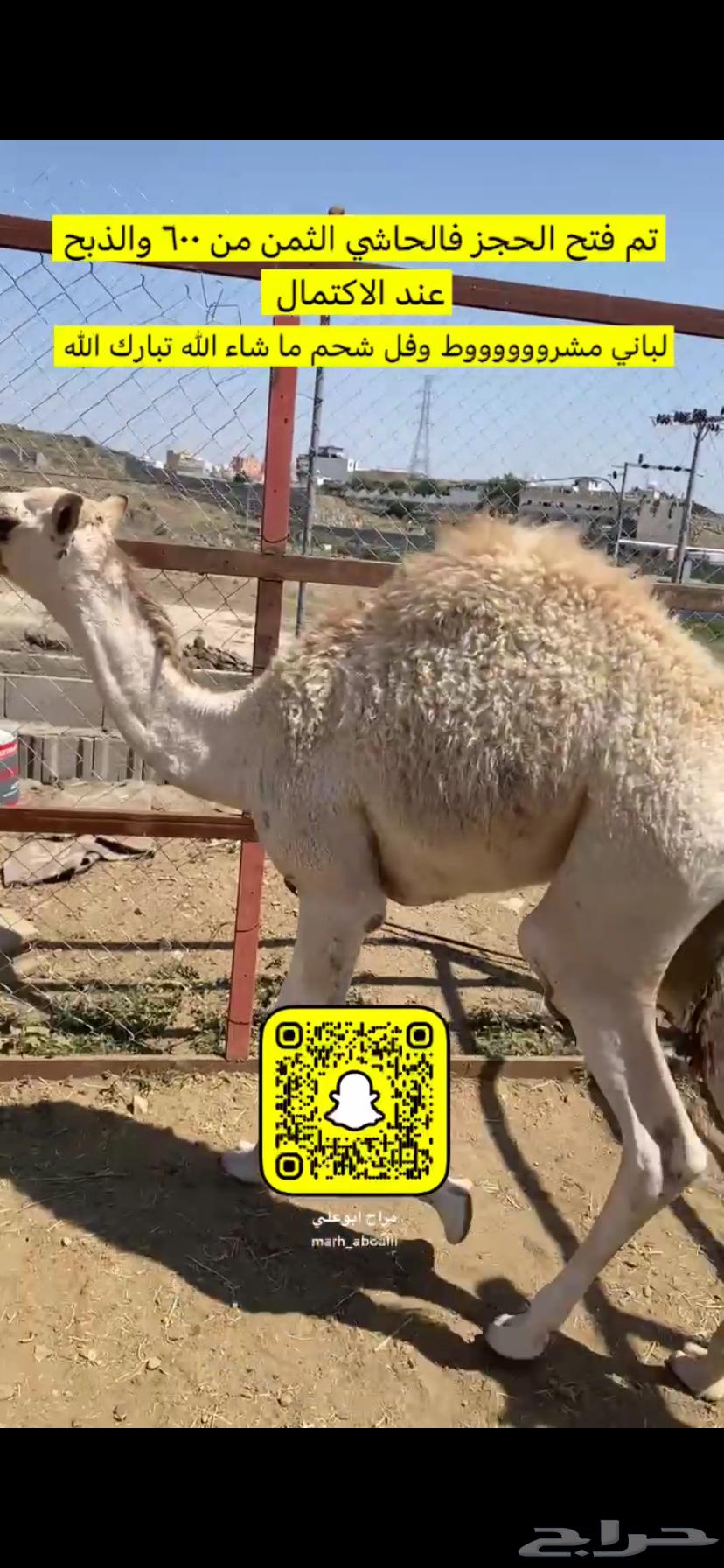 Hashi withdrawn from under its mother for a price of 600, remaining 6 shares64413453348609110