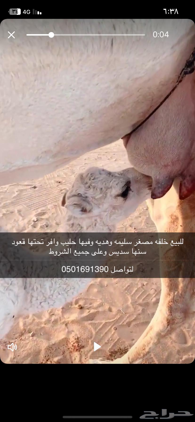 للبيع خلقه مصغر64476754761345110