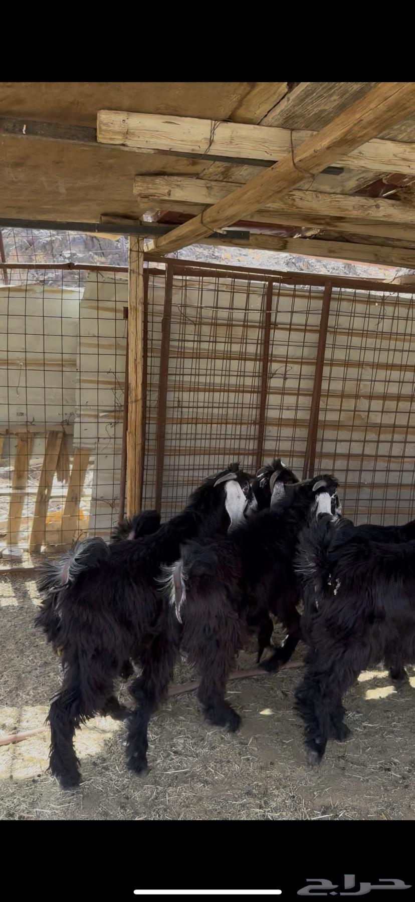 تيوس عوارض مخاصي بريه64478059442819111