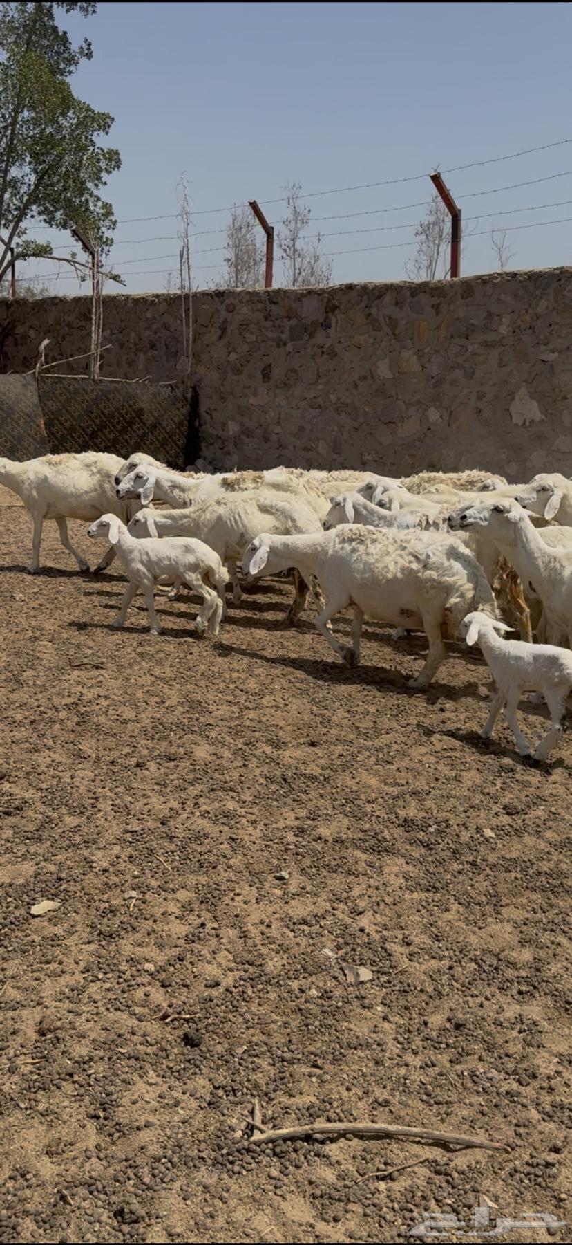 للبيع ضان حريات مراح واحد ولد ودفيع (( تم البيع ))64474172219521114