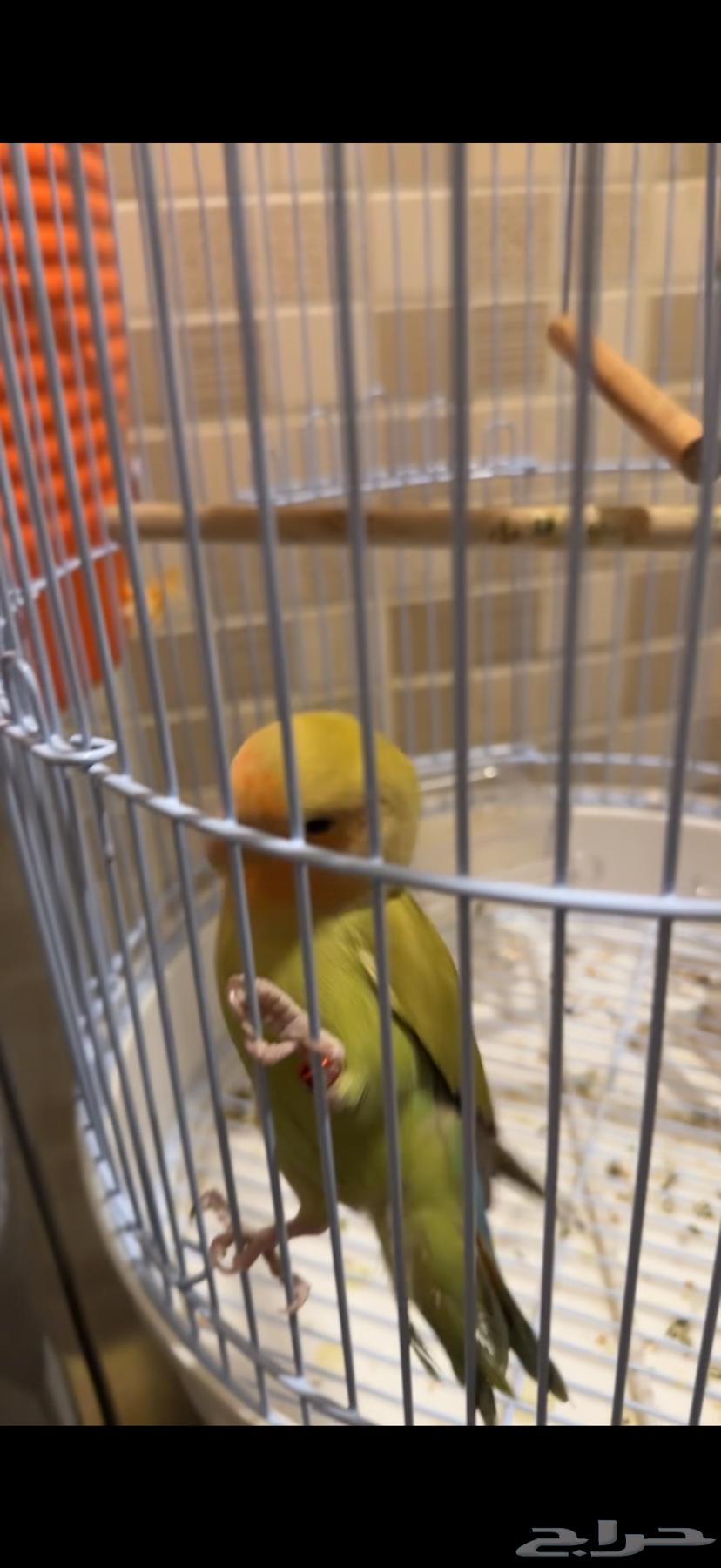 طير روز اليف64473639538819112