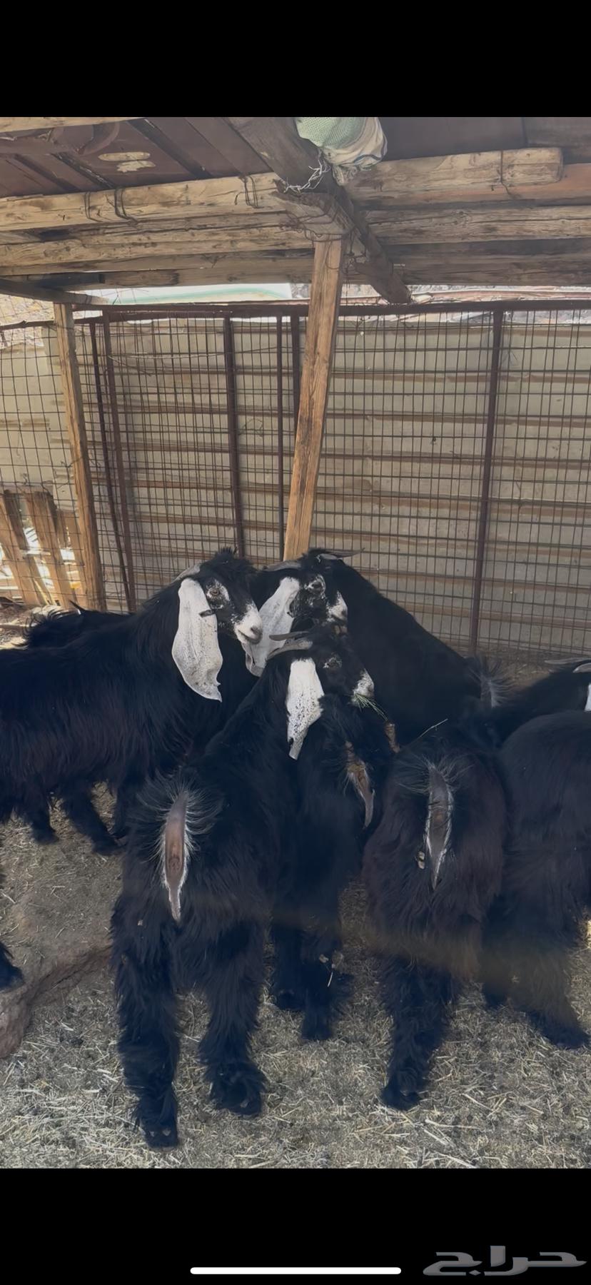 تيوس عوارض مخاصي بريه64478059442819110