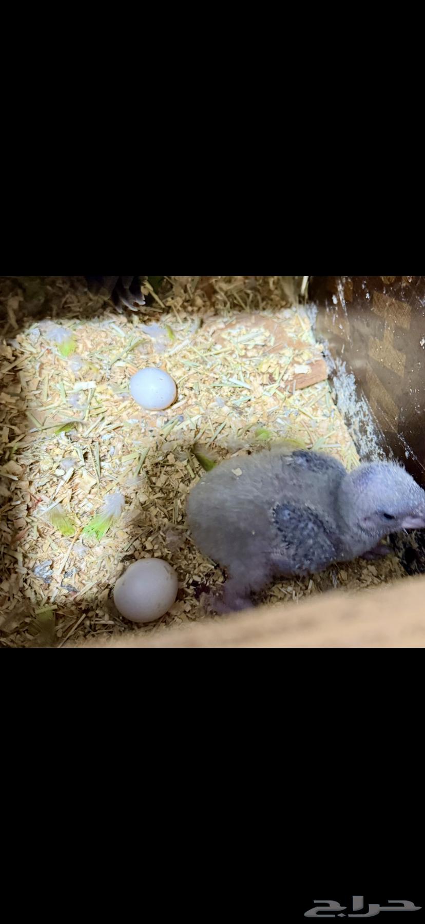 Senegalese chick64475819994625110