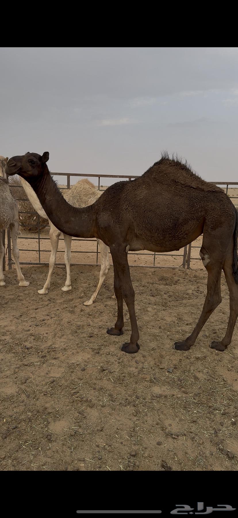 بكره مفروده للبيع64471856557953110