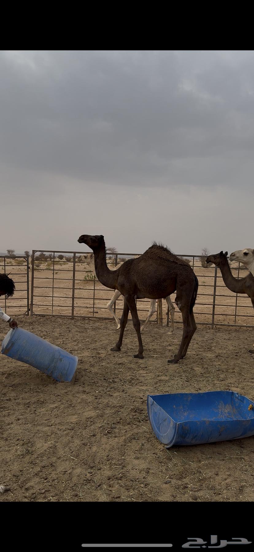 بكره مفروده للبيع64471856557953111