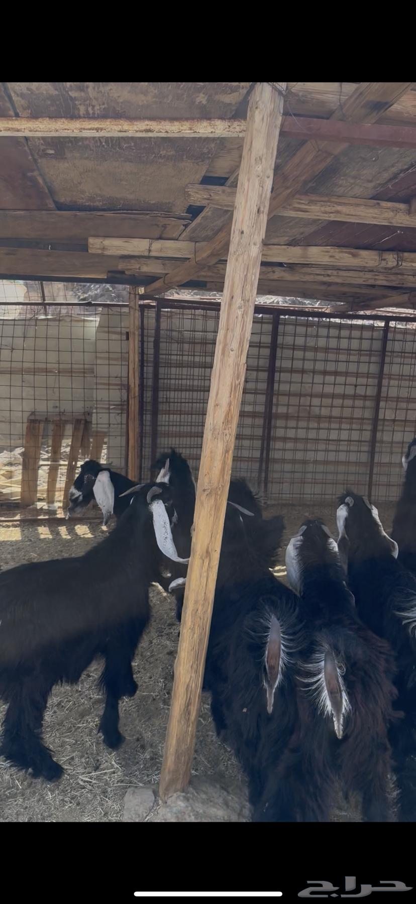 تيوس عوارض مخاصي بريه64478059442819113