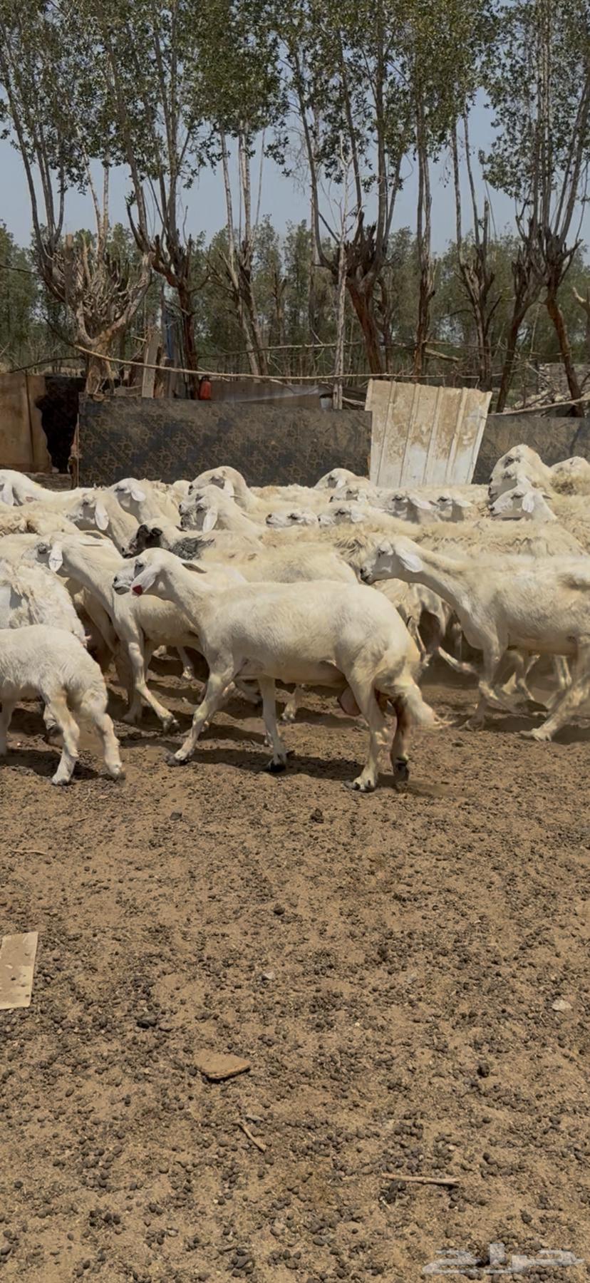 للبيع ضان حريات مراح واحد ولد ودفيع (( تم البيع ))64474172219521113