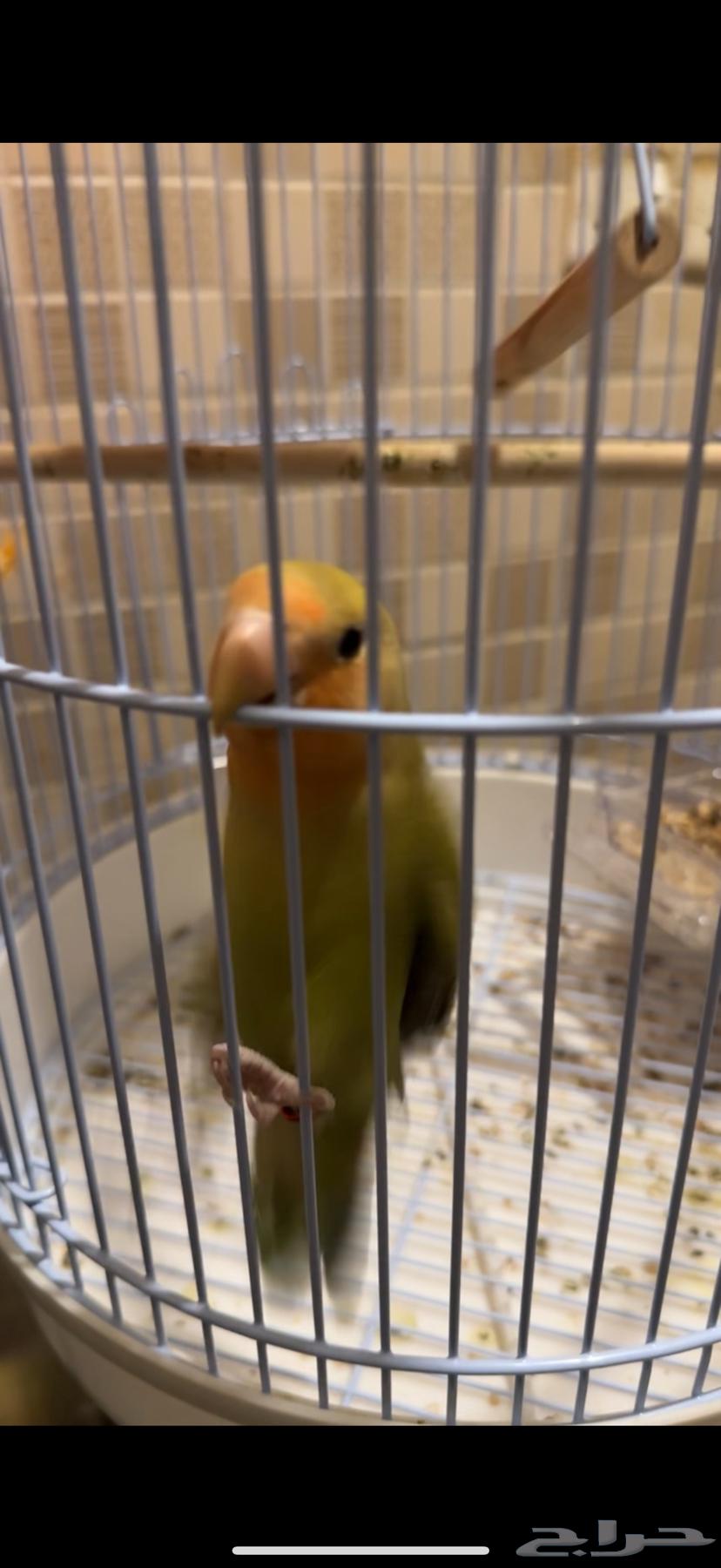 طير روز اليف64473639538819110