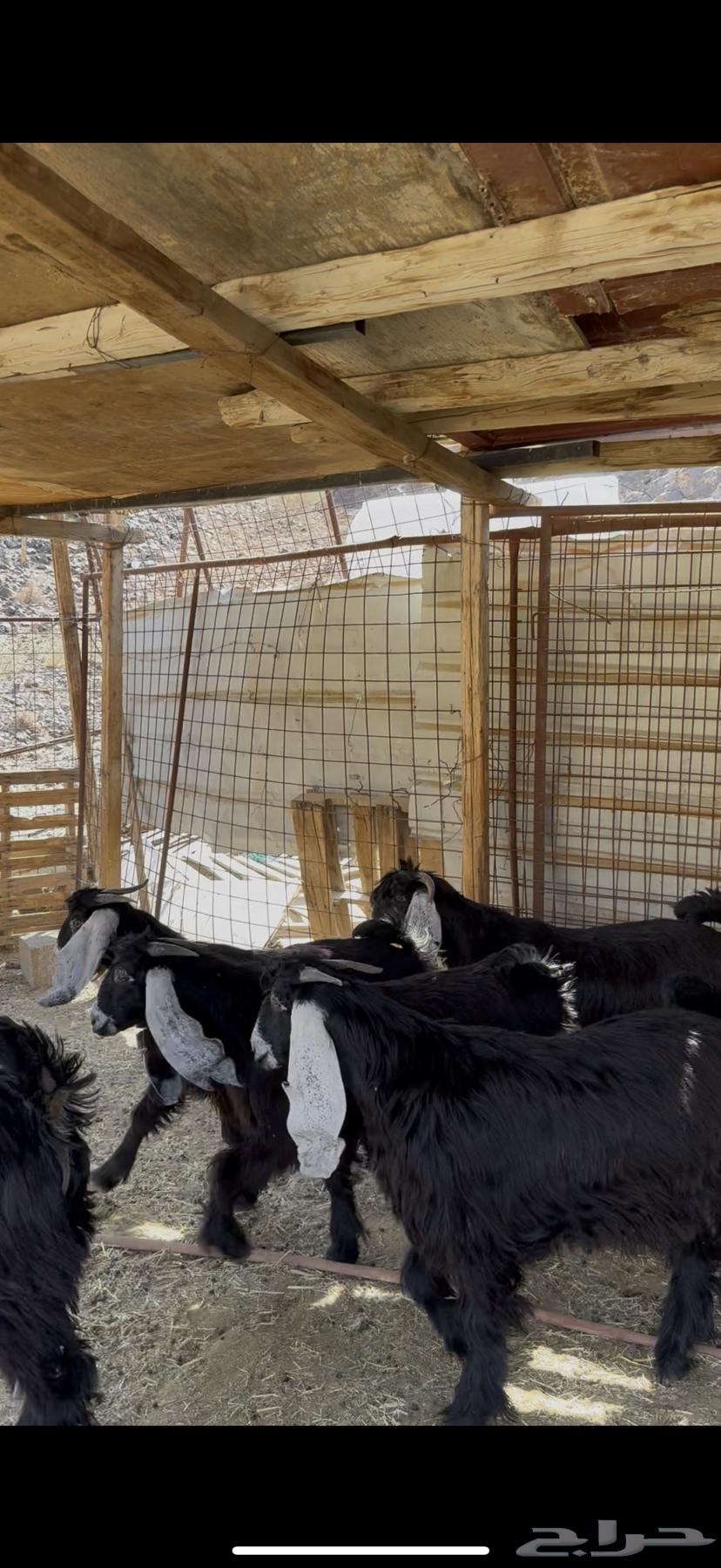 تيوس عوارض مخاصي بريه64478059442819114