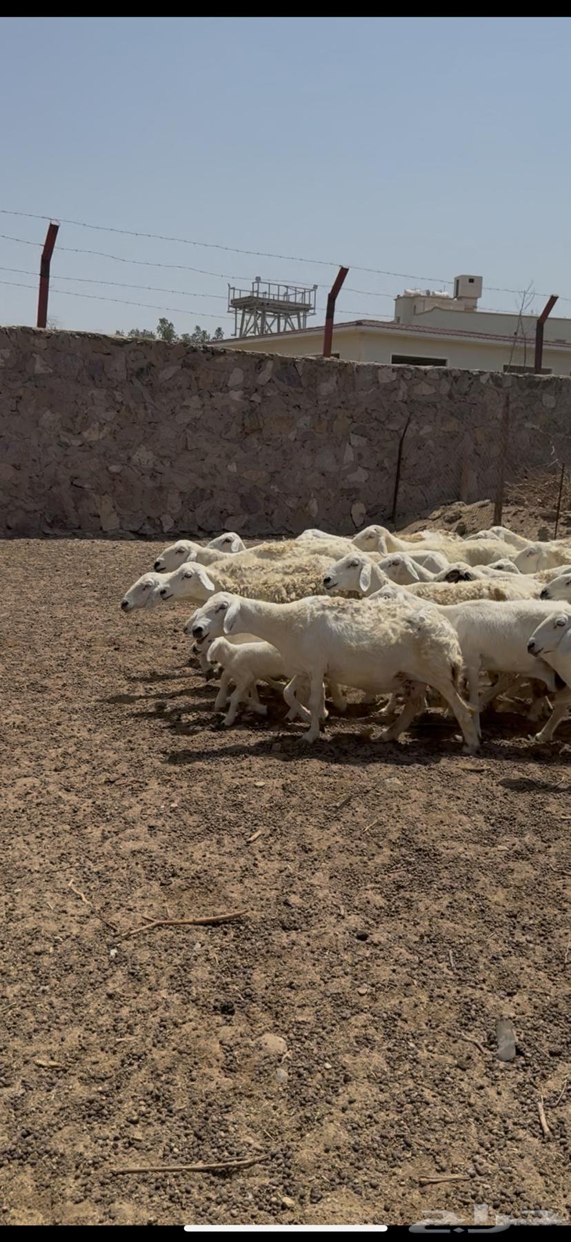 للبيع ضان حريات مراح واحد ولد ودفيع (( تم البيع ))64474172219521111