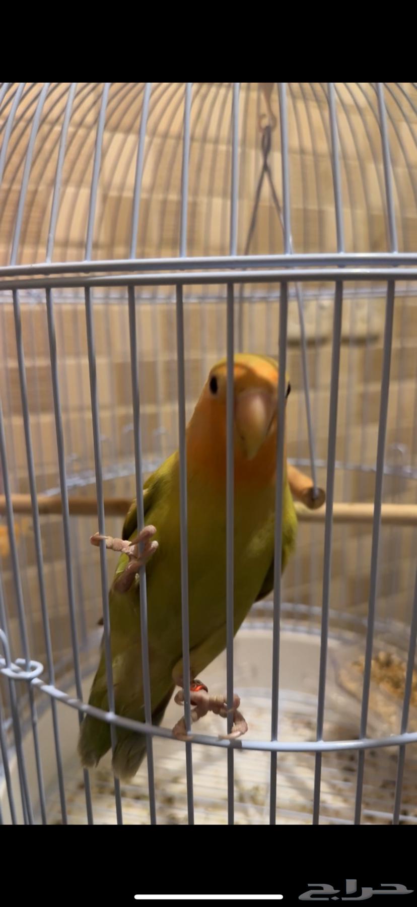 طير روز اليف64473639538819111