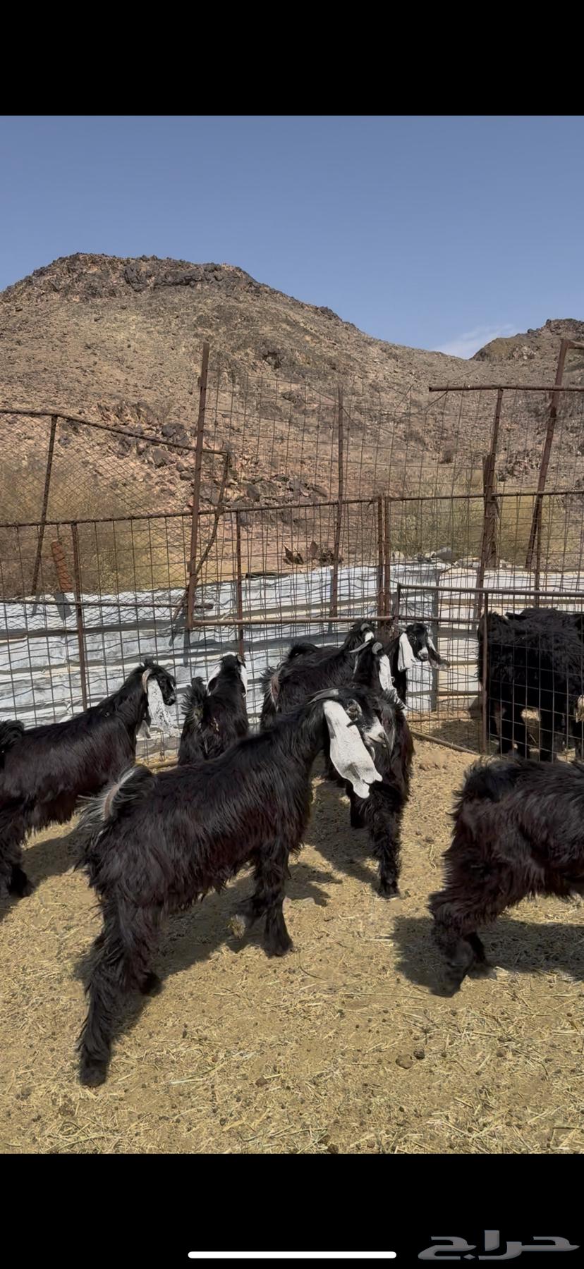 تيوس عوارض مخاصي بريه64478059442819112