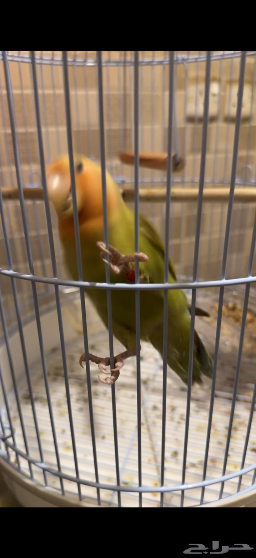 طير روز اليف64473639538819113