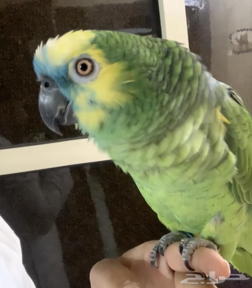 للبيع ببغاء امزون بلوفرنت جاكو اسطوره على اليد64477686096643114