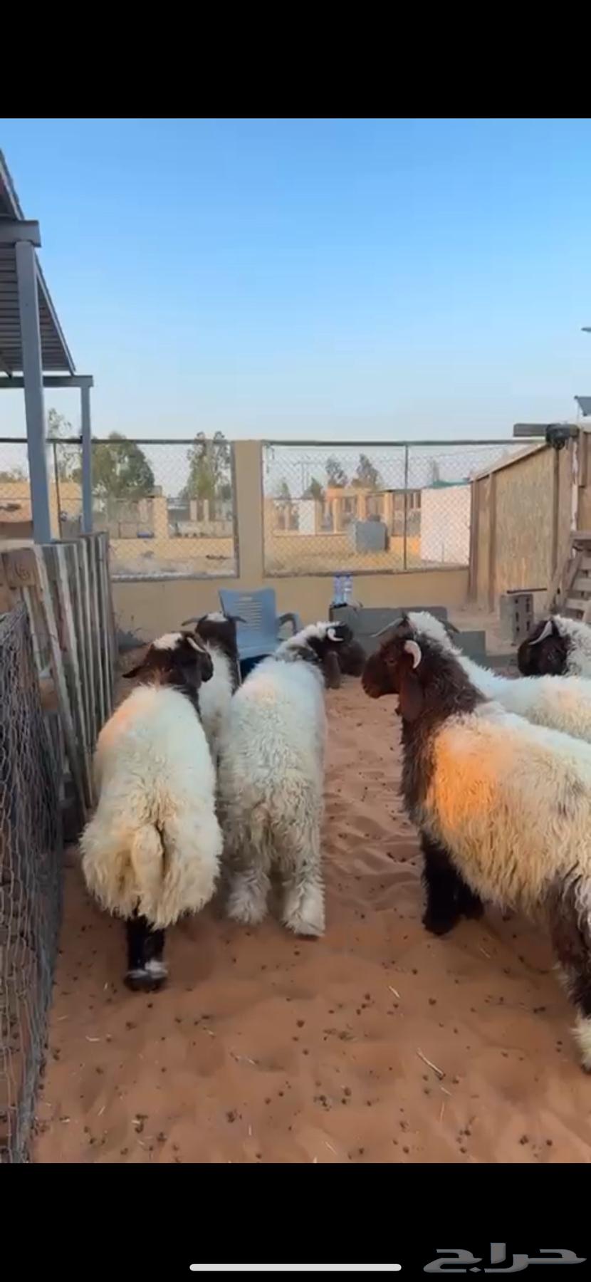 6 premium sheep, very nice wool, front and back all sheep, excellent64474374894339111