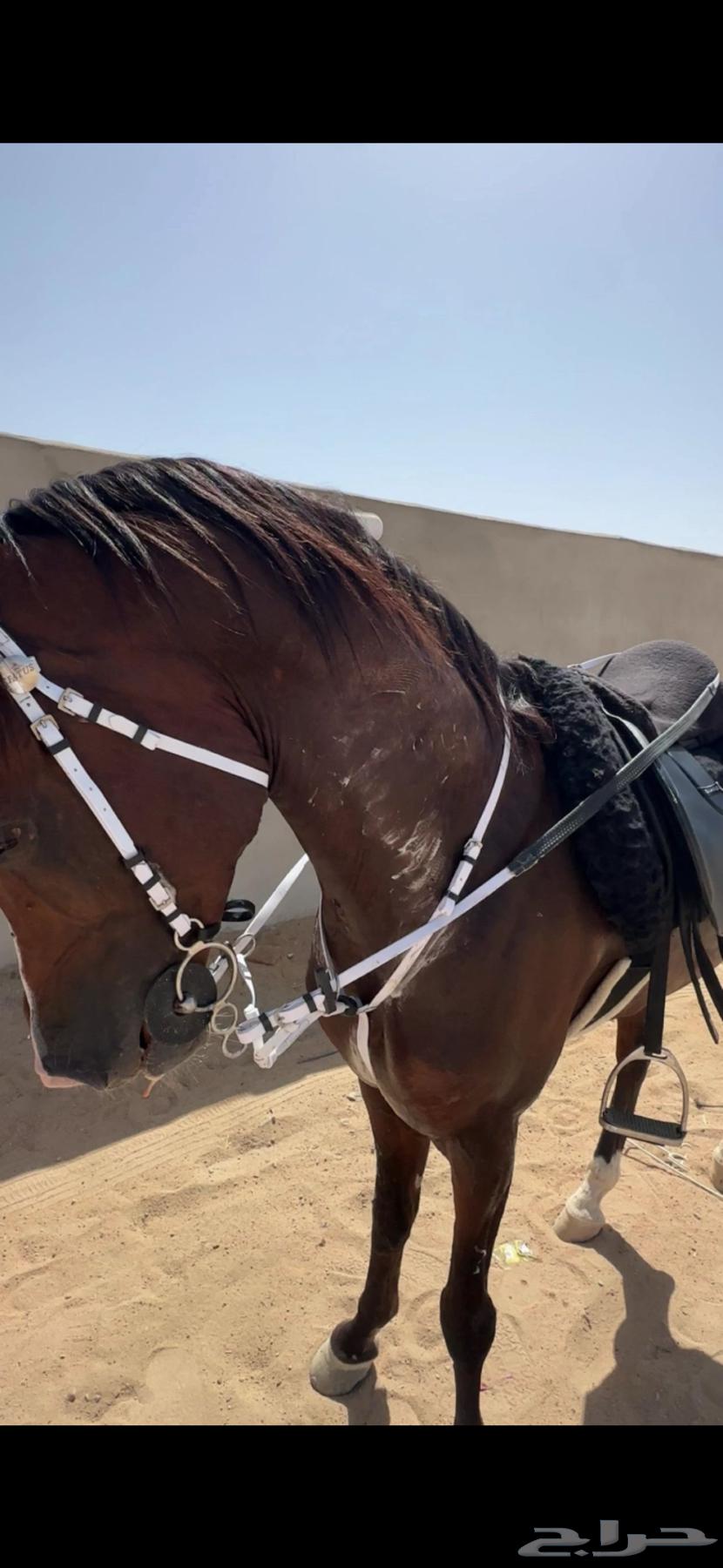 حصان واهو للبيع64472672317058110
