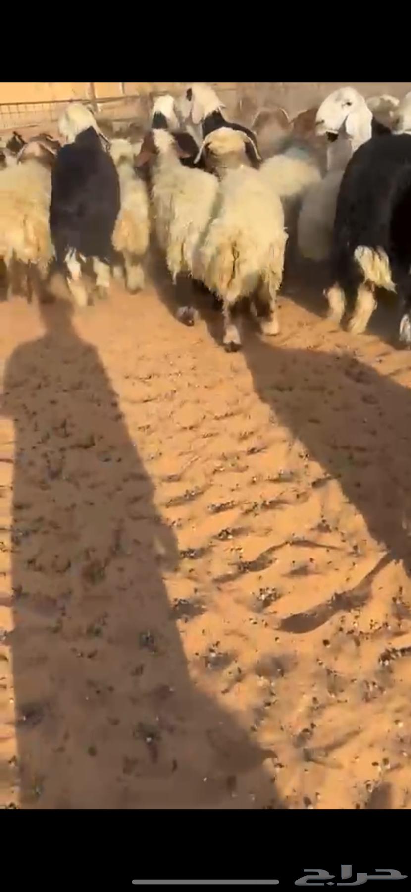 للبيع خرفان نعيم ونجد فاخررر64478567443585113