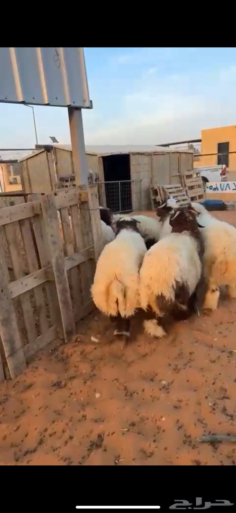 6 premium sheep, very nice wool, front and back all sheep, excellent64474374894339110