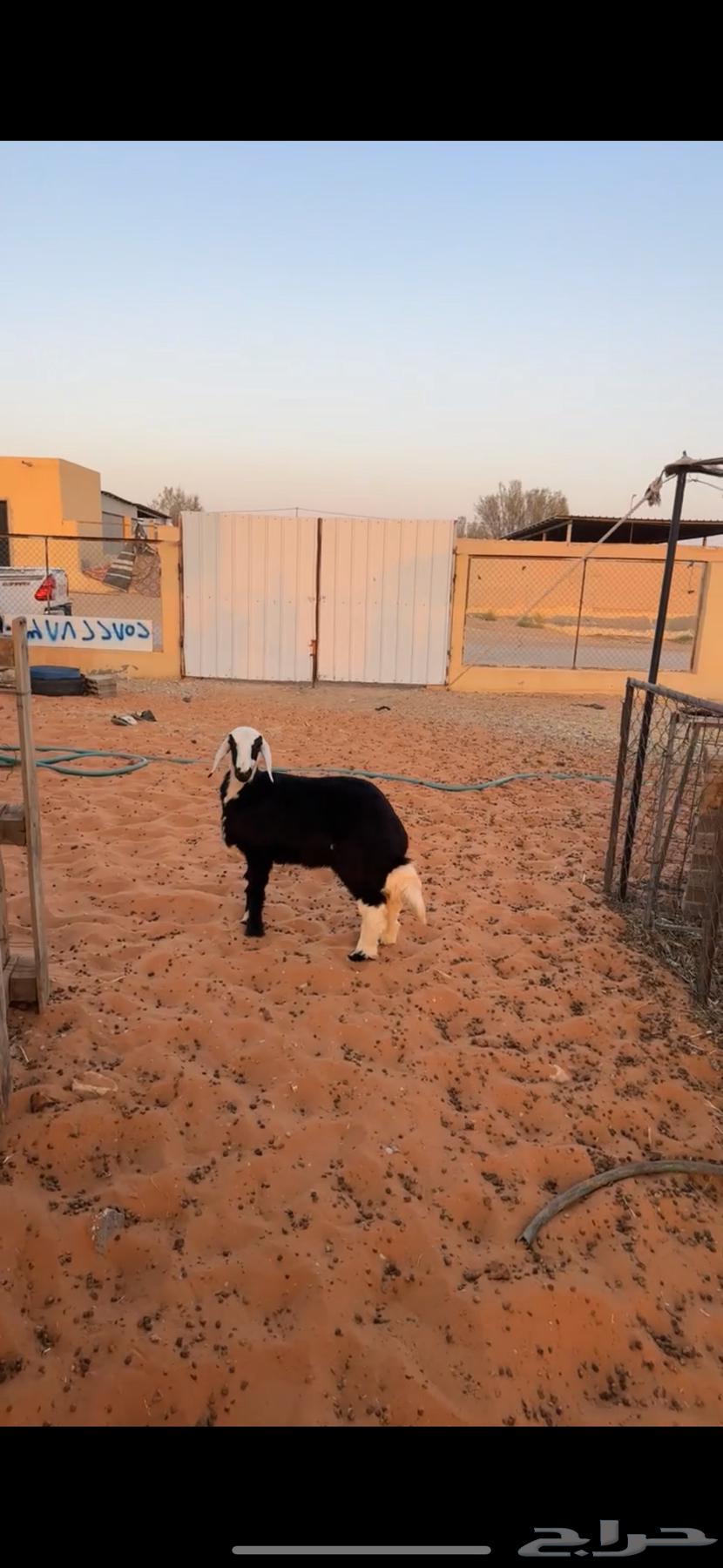 Najdi camel64474471954305111