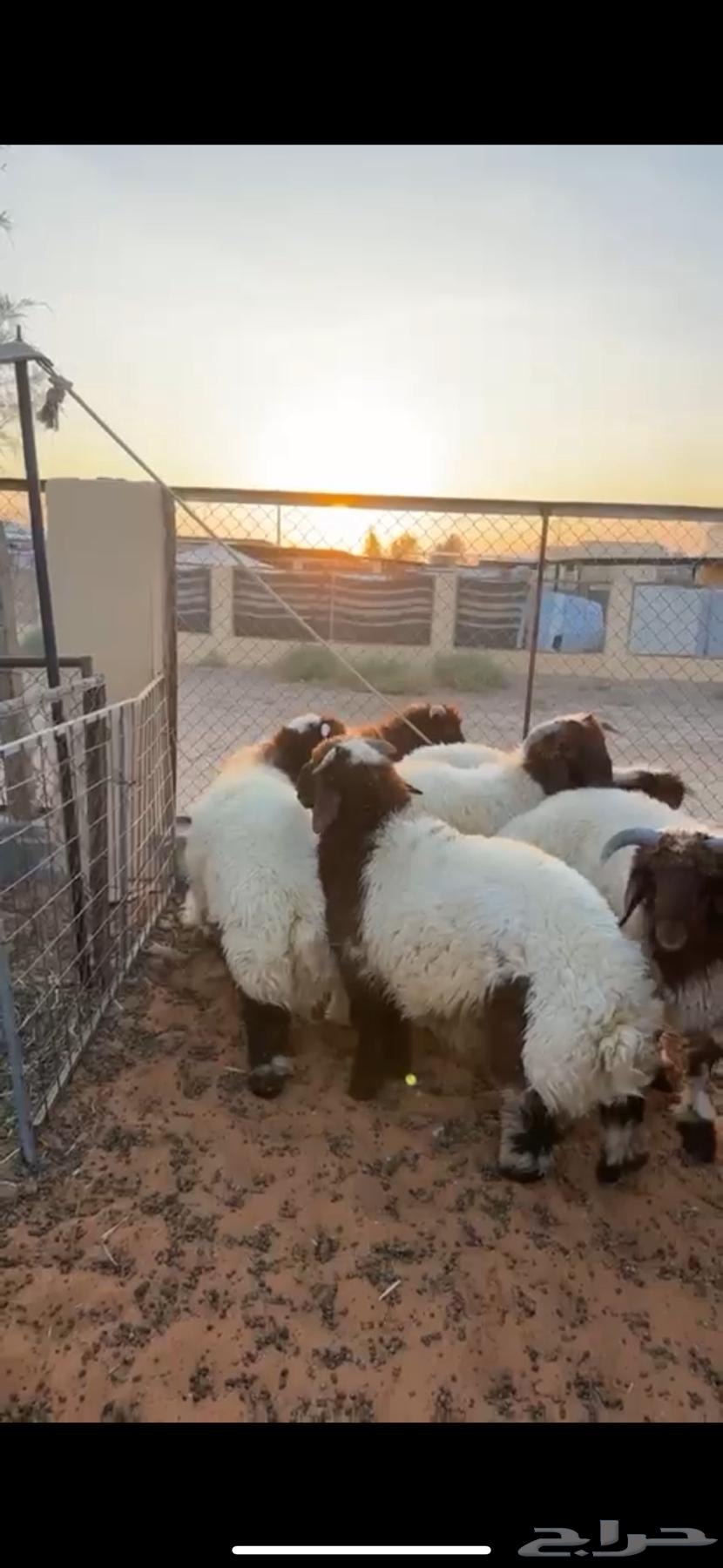 6 premium sheep, very nice wool, front and back all sheep, excellent64474374894339112