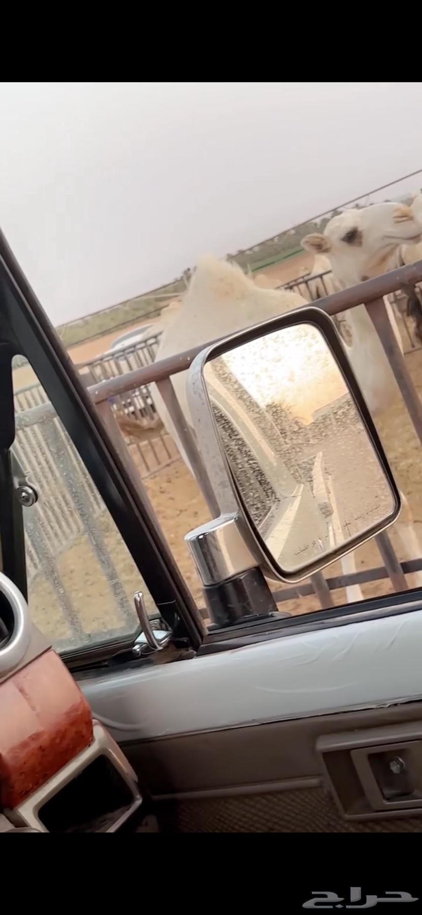 للبيع البكره المفرودة64472522766082110