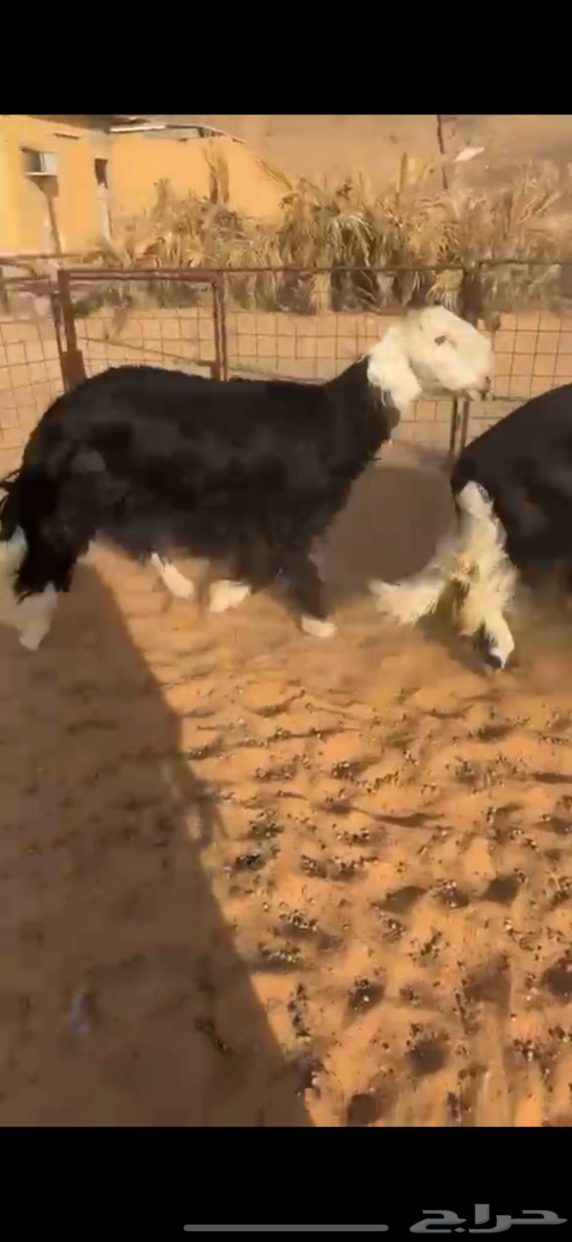 للبيع خرفان نعيم ونجد فاخررر64478567443585111