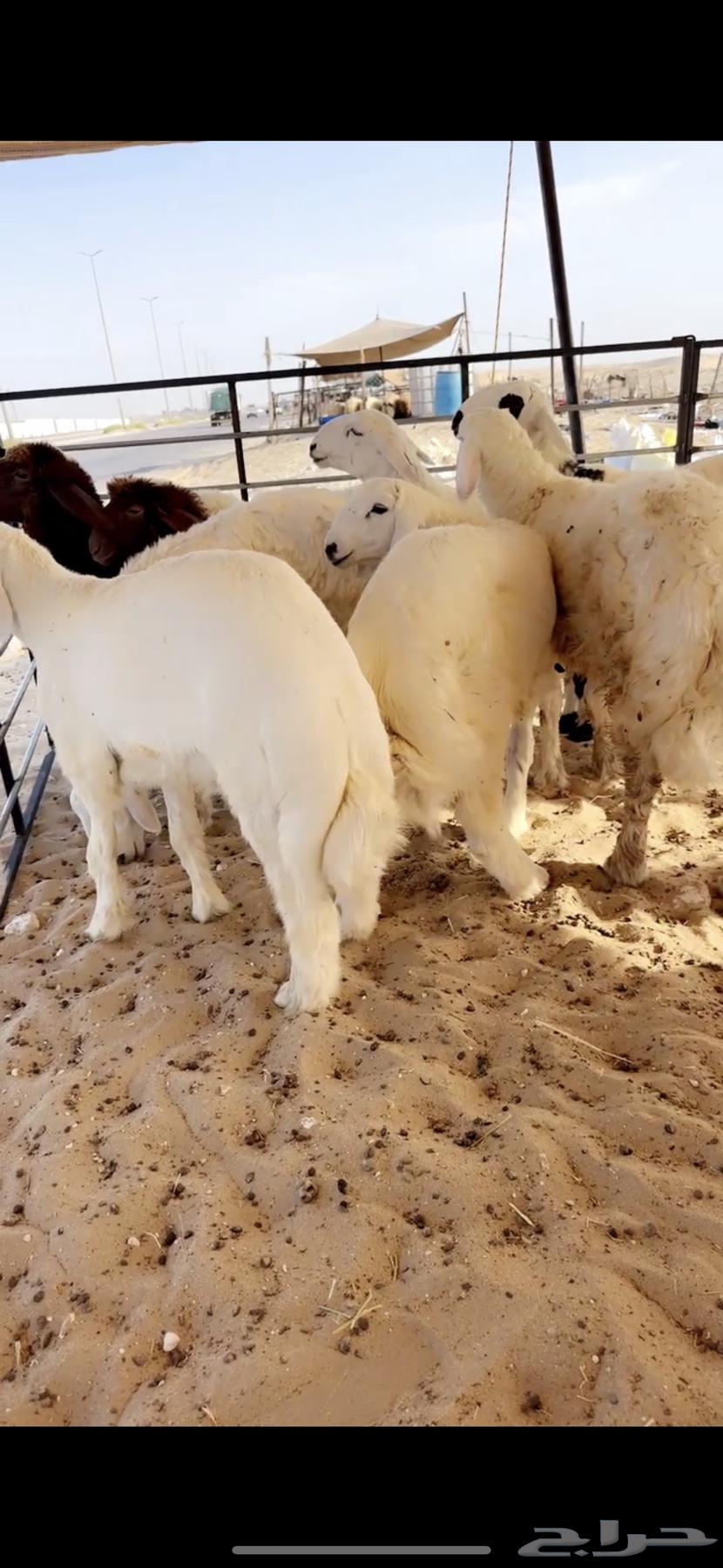 Lamb64473009016321110