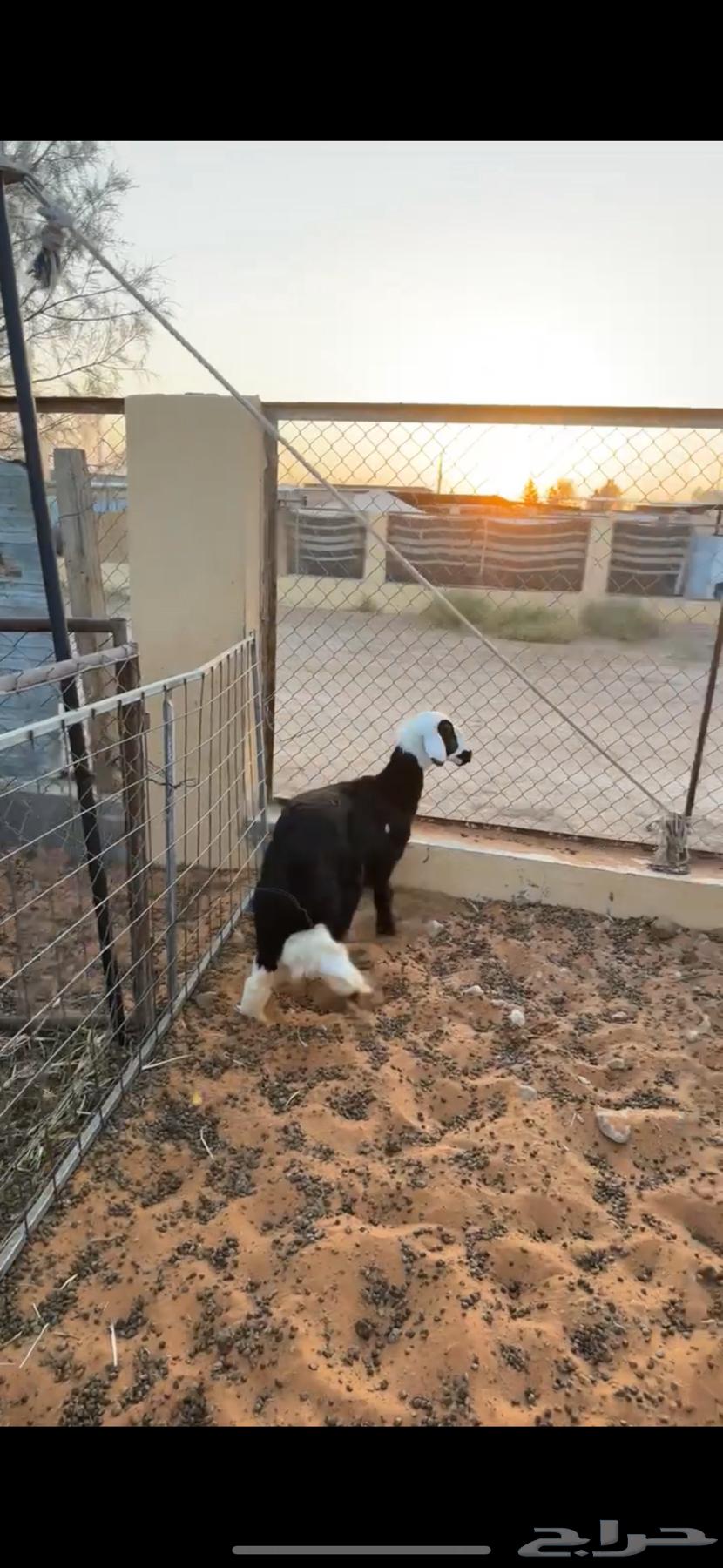 Najdi camel64474471954305110