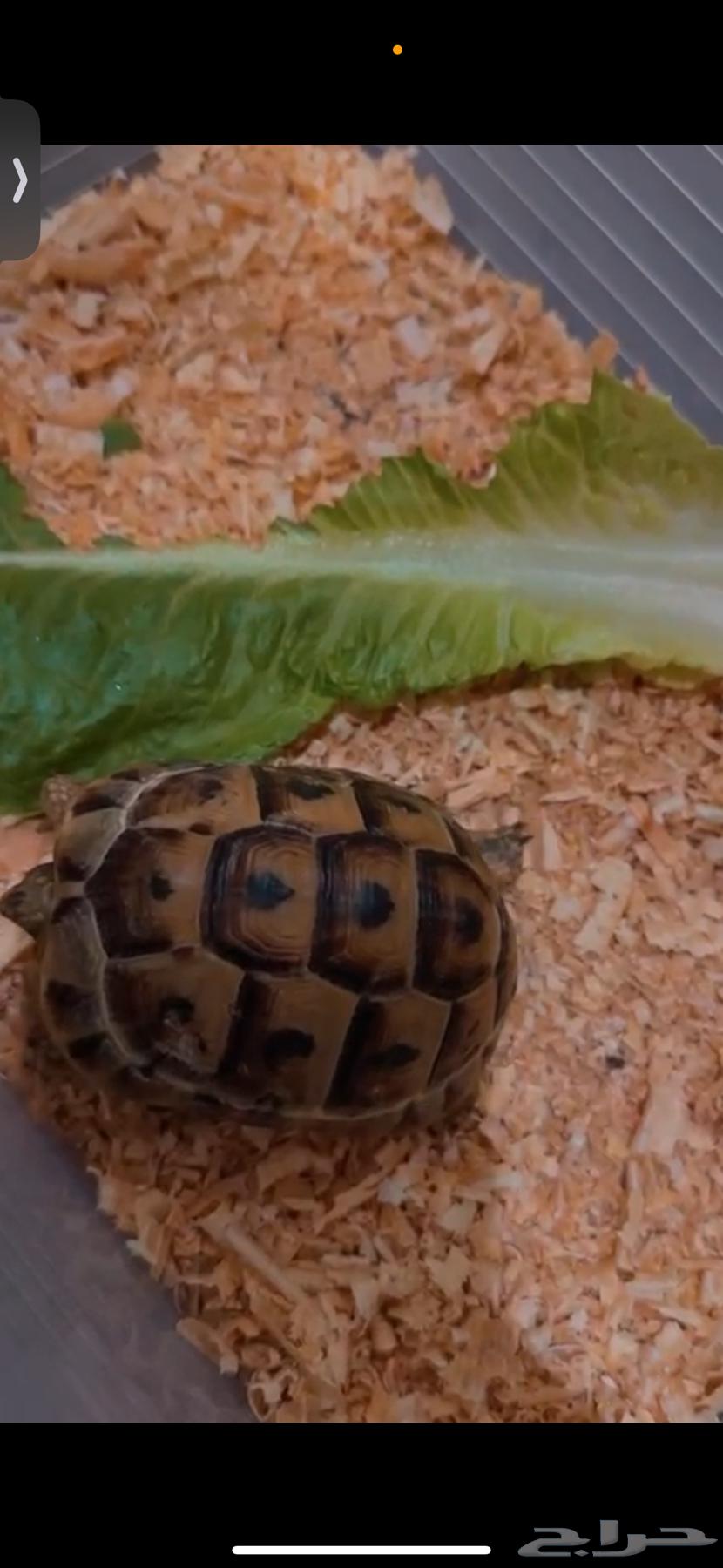 Turtle for sale64473022802306112