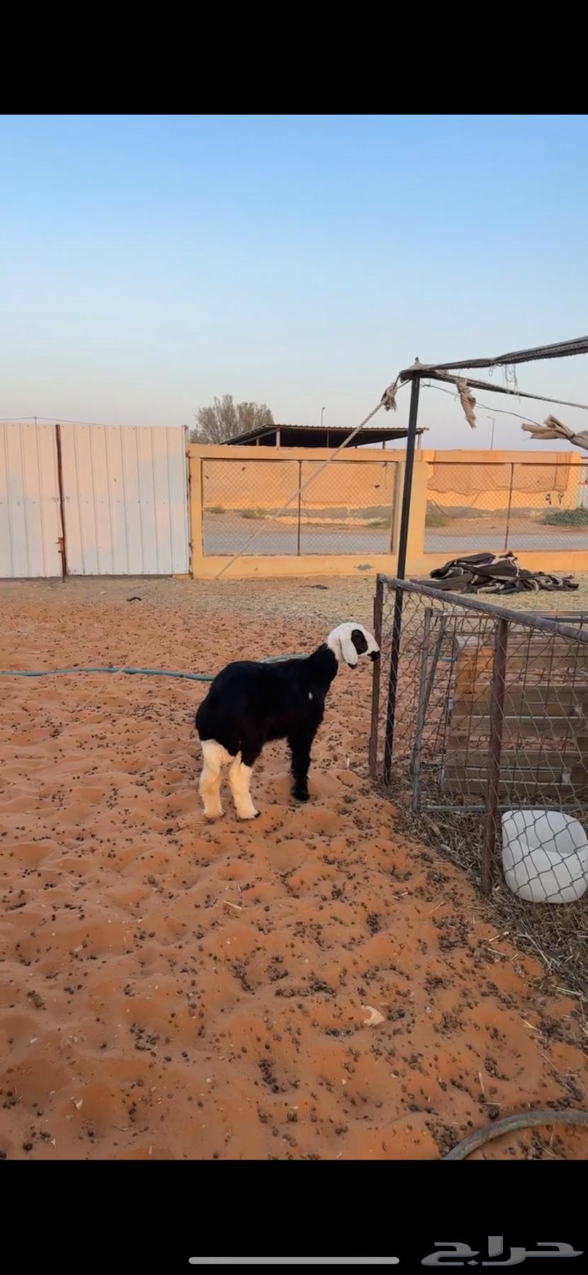 Najdi camel64474471954305112