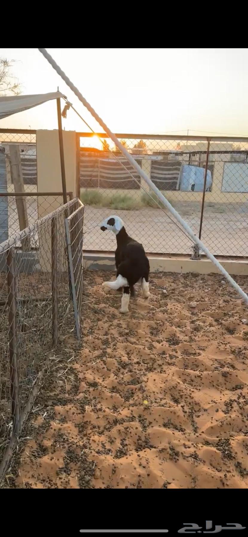 Najdi camel64474471954305113