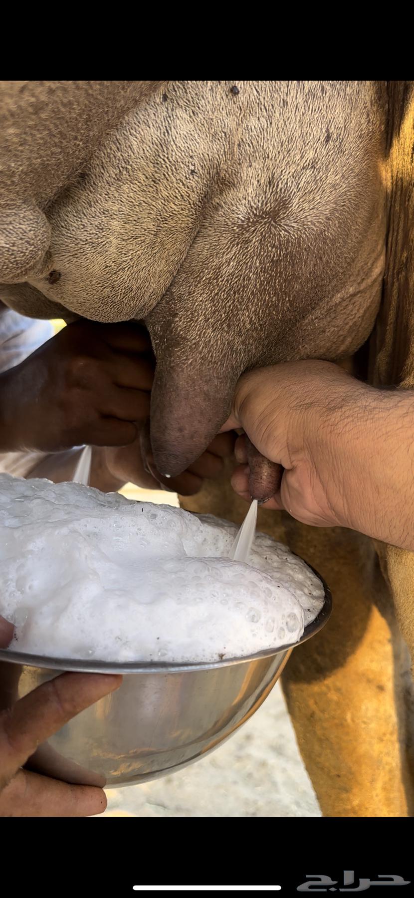 خلفه ساحليه منيحه رقم واحد فل حليب(تم البيع)64478101000707111