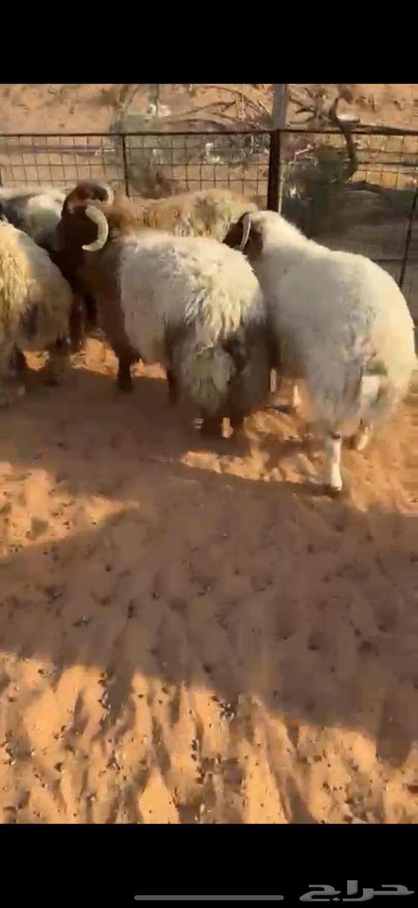 للبيع خرفان نعيم ونجد فاخررر64478567443585114