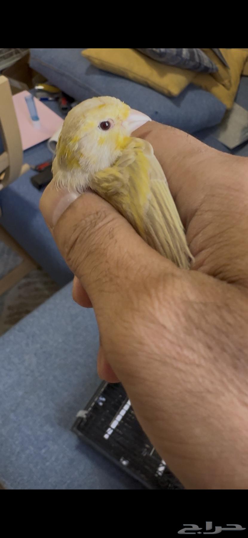 كناري ازابل حامل ساتين64472270084738111