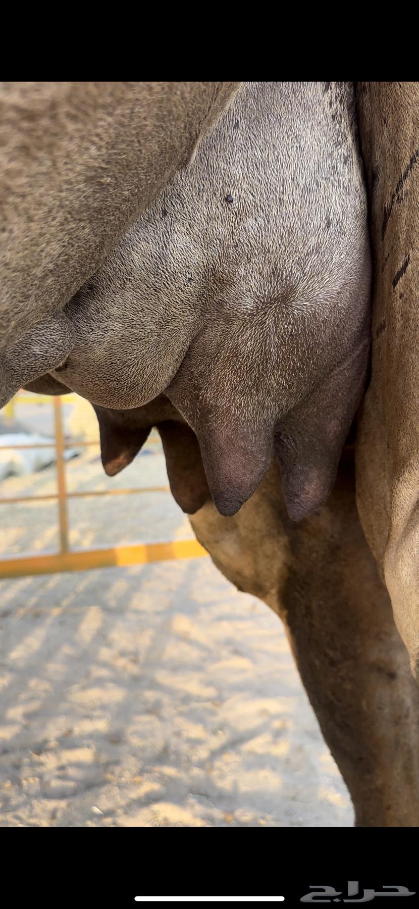 خلفه ساحليه منيحه رقم واحد فل حليب(تم البيع)64478101000707112