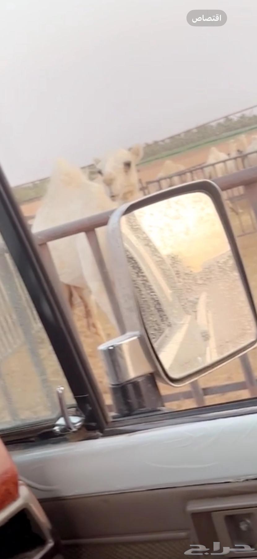 للبيع البكره المفرودة64472522766082111