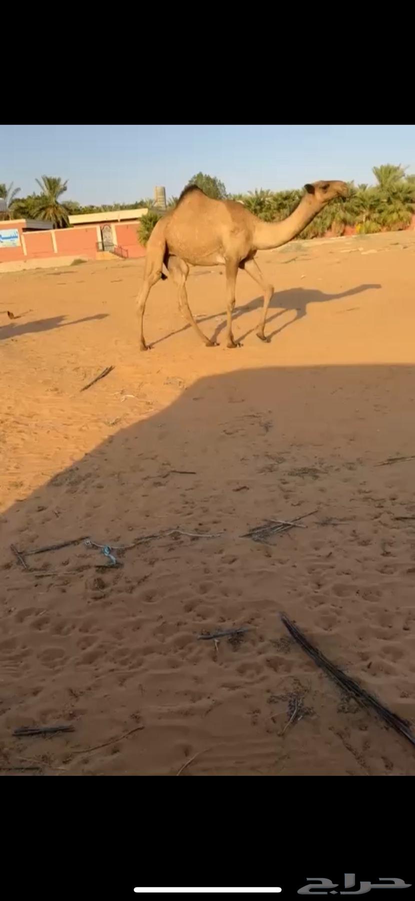 للبيع بكره رمانيه64476001975682110