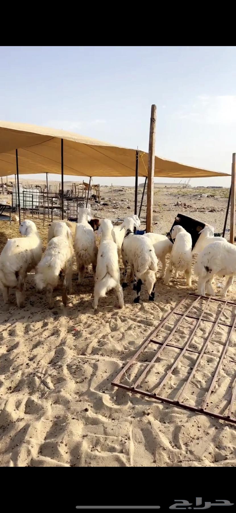 Lamb64473009016321112