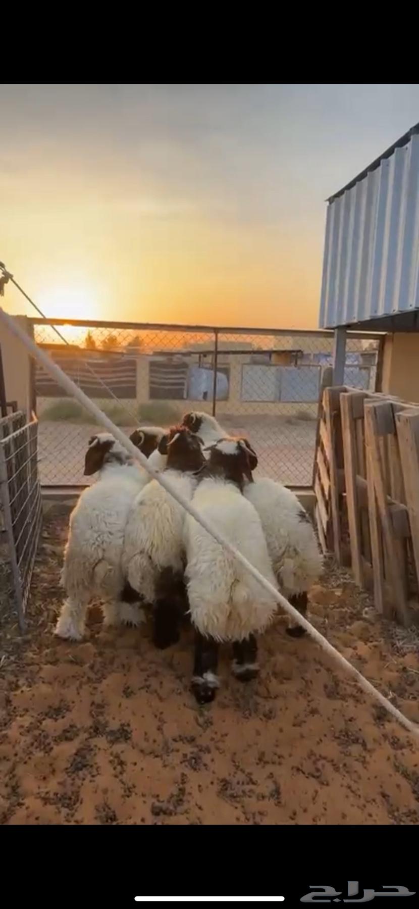 6 premium sheep, very nice wool, front and back all sheep, excellent64474374894339113