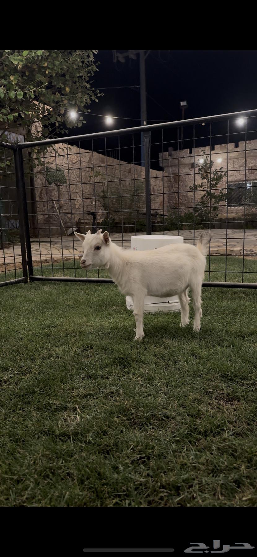 انثى ماعز قزم للبيع ( تم البيع )64477935745794110