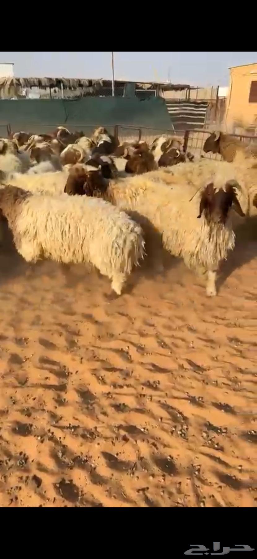 للبيع خرفان نعيم ونجد فاخررر64478567443585110