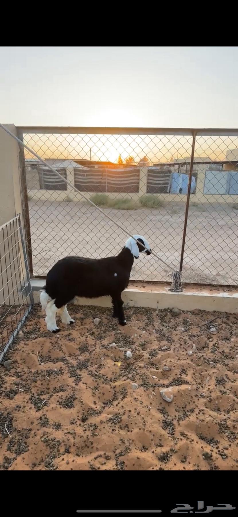 Najdi camel64474471954305114