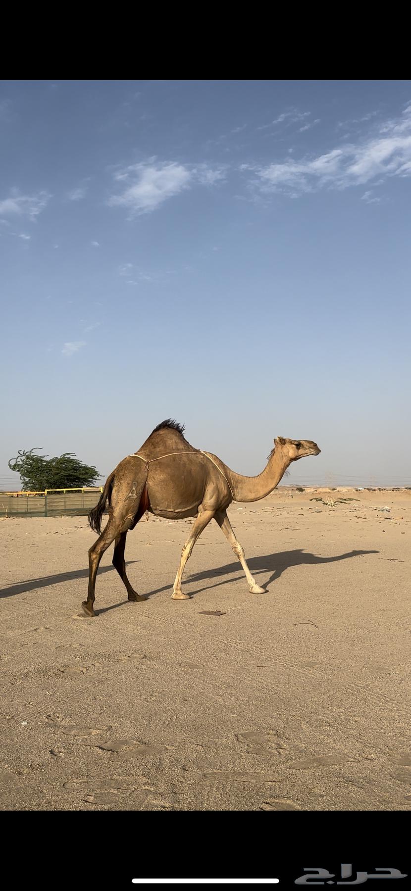 خلفه ساحليه منيحه رقم واحد فل حليب(تم البيع)64478101000707113