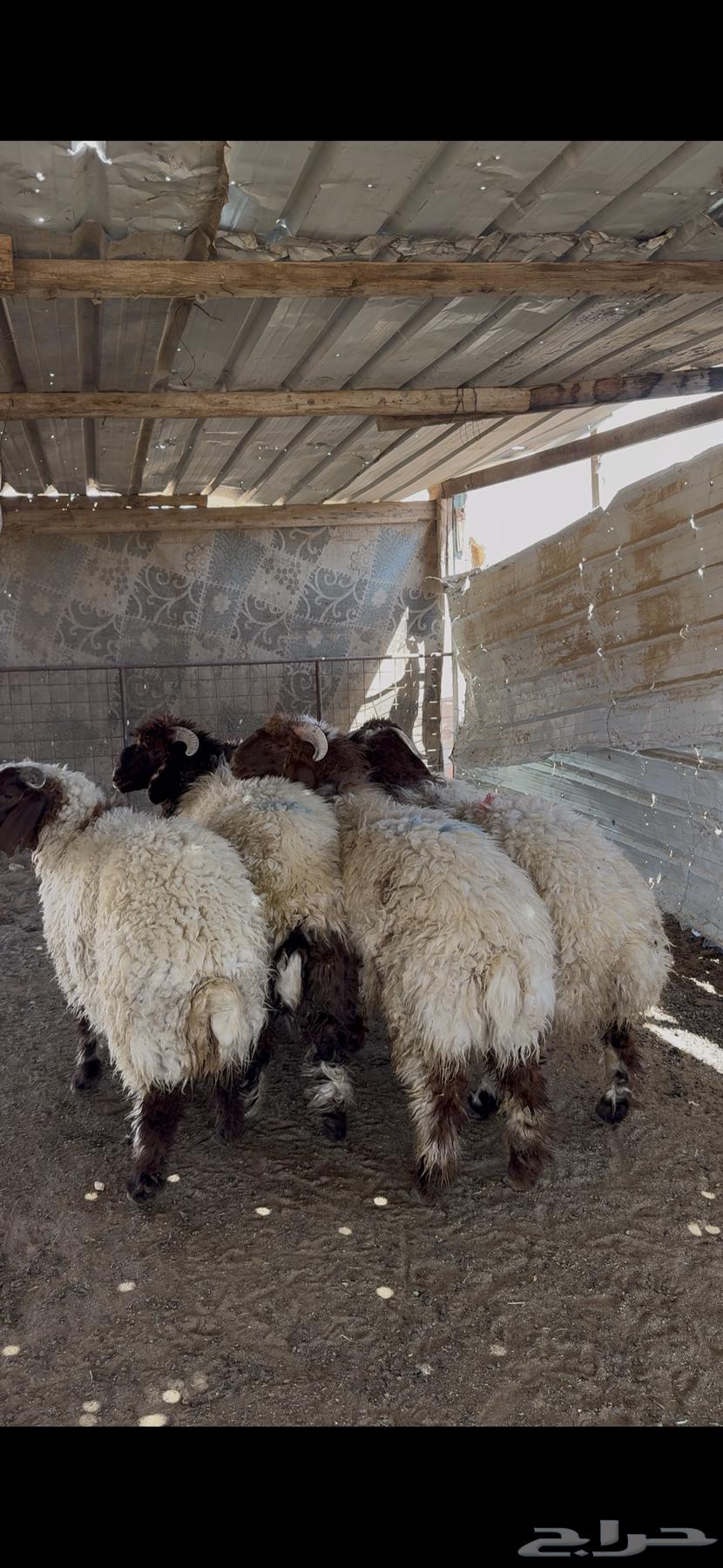 خرفان نعيم فاخره64473611154562110