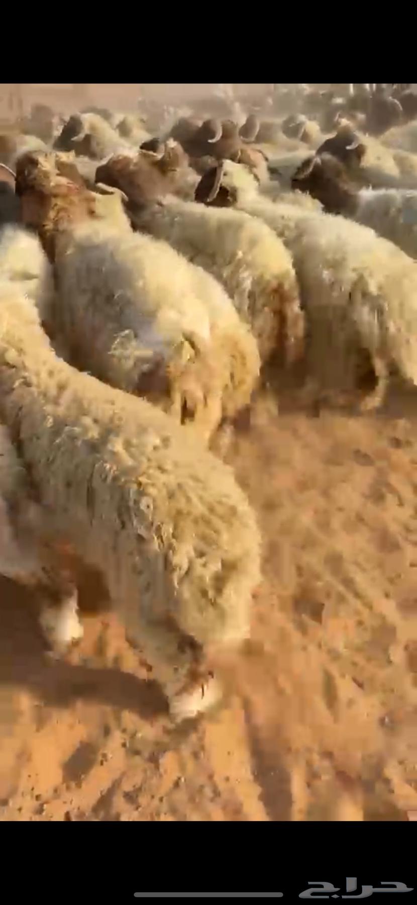للبيع خرفان نعيم ونجد فاخررر64478567443585112