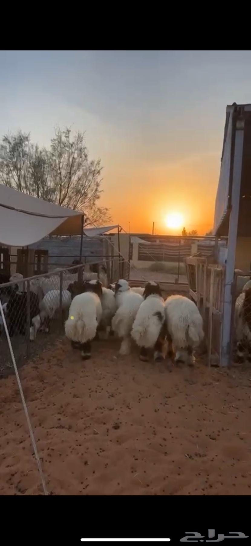 6 premium sheep, very nice wool, front and back all sheep, excellent64474374894339114