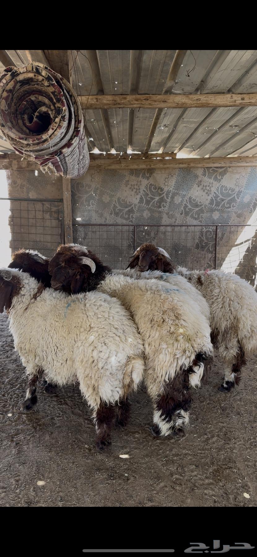 خرفان نعيم فاخره64473611154562111