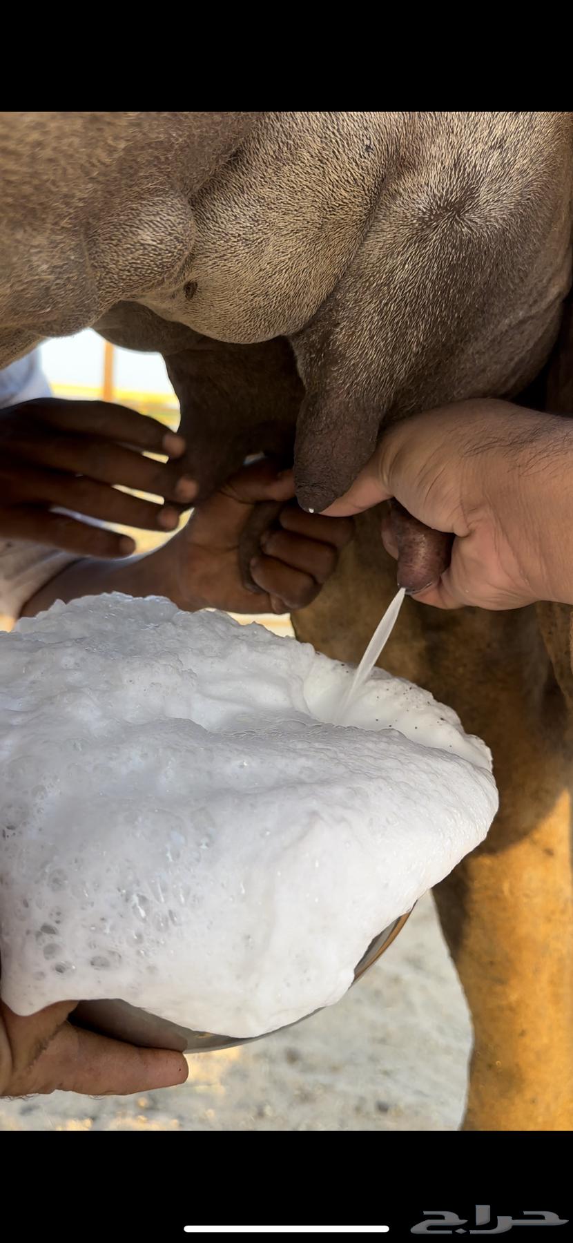 خلفه ساحليه منيحه رقم واحد فل حليب(تم البيع)64478101000707110