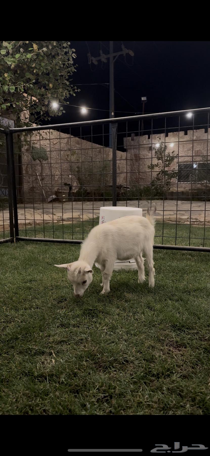 انثى ماعز قزم للبيع ( تم البيع )64477935745794112