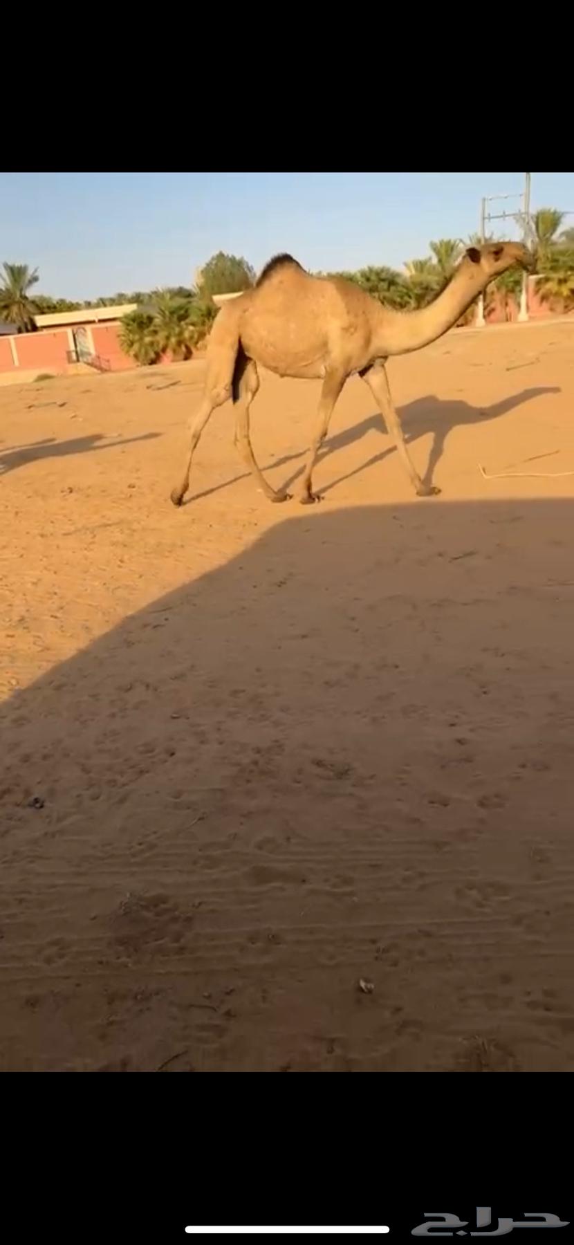 للبيع بكره رمانيه64476001975682111